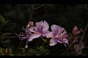 細葉杜鵑-花06.JPG