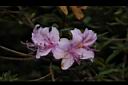 細葉杜鵑-花07.JPG
