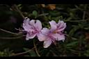 細葉杜鵑-花08.JPG