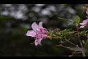 細葉杜鵑-花09.JPG