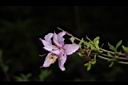 細葉杜鵑-花11.JPG