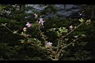 細葉杜鵑-花02.JPG