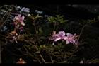 細葉杜鵑-花03.JPG
