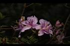 細葉杜鵑-花05.JPG