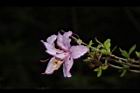 細葉杜鵑-花10.JPG