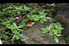 細葉杜鵑-葉序05.JPG