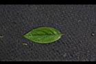細葉杜鵑-葉正00.JPG