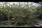細葉杜鵑07.JPG
