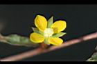 細葉水丁香-花01.jpg