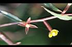 細葉水丁香-花02.jpg