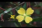 細葉水丁香-花07.jpg