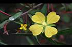 細葉水丁香-花08.jpg