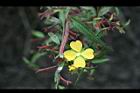 細葉水丁香-花11.jpg