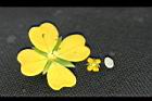 細葉水丁香-花17.jpg