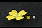 細葉水丁香-花18.jpg