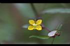細葉水丁香-花23.jpg