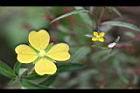 細葉水丁香-花25.jpg