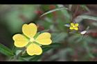 細葉水丁香-花27.jpg