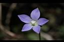 細葉蘭花參-花01.JPG