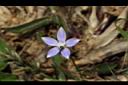 細葉蘭花參-花38.JPG
