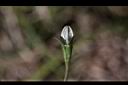 細葉蘭花參-花苞2.JPG