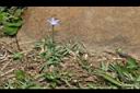 細葉蘭花參14.JPG