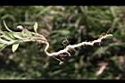 細葉蘭花參-塊根1.JPG