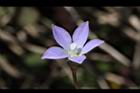 細葉蘭花參-花02.JPG
