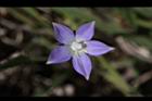 細葉蘭花參-花03.JPG