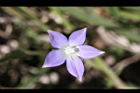 細葉蘭花參-花04.JPG
