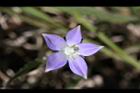 細葉蘭花參-花05.JPG