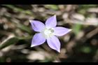 細葉蘭花參-花06.JPG