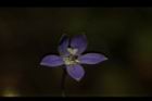 細葉蘭花參-花16.JPG