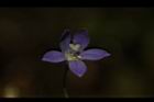 細葉蘭花參-花17.JPG