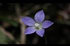 細葉蘭花參-花18.JPG