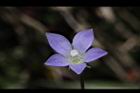 細葉蘭花參-花19.JPG