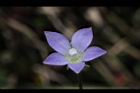 細葉蘭花參-花20.JPG