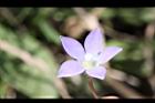細葉蘭花參-花22.JPG