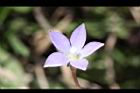 細葉蘭花參-花23.JPG