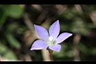 細葉蘭花參-花24.JPG