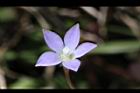 細葉蘭花參-花25.JPG