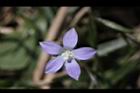 細葉蘭花參-花26.JPG
