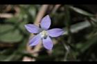 細葉蘭花參-花27.JPG