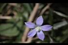 細葉蘭花參-花28.JPG