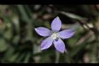 細葉蘭花參-花29.JPG