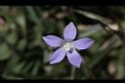 細葉蘭花參-花30.JPG