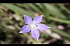 細葉蘭花參-花31.JPG