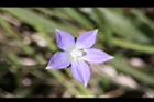 細葉蘭花參-花32.JPG