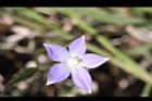 細葉蘭花參-花33.JPG