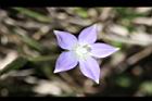 細葉蘭花參-花34.JPG